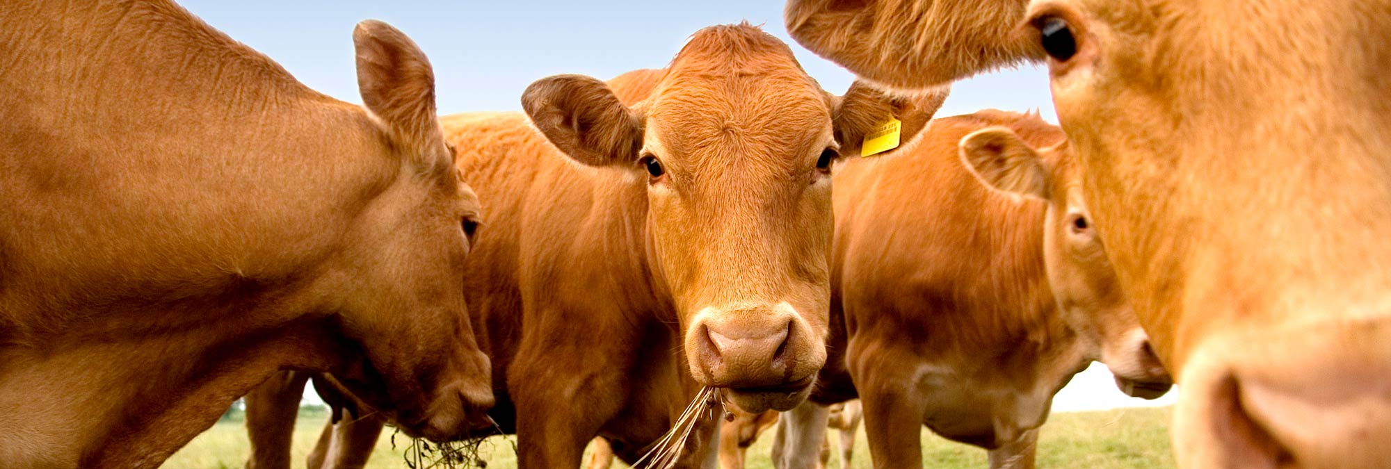 Bovine vacche razza bruna La Nuova ACB