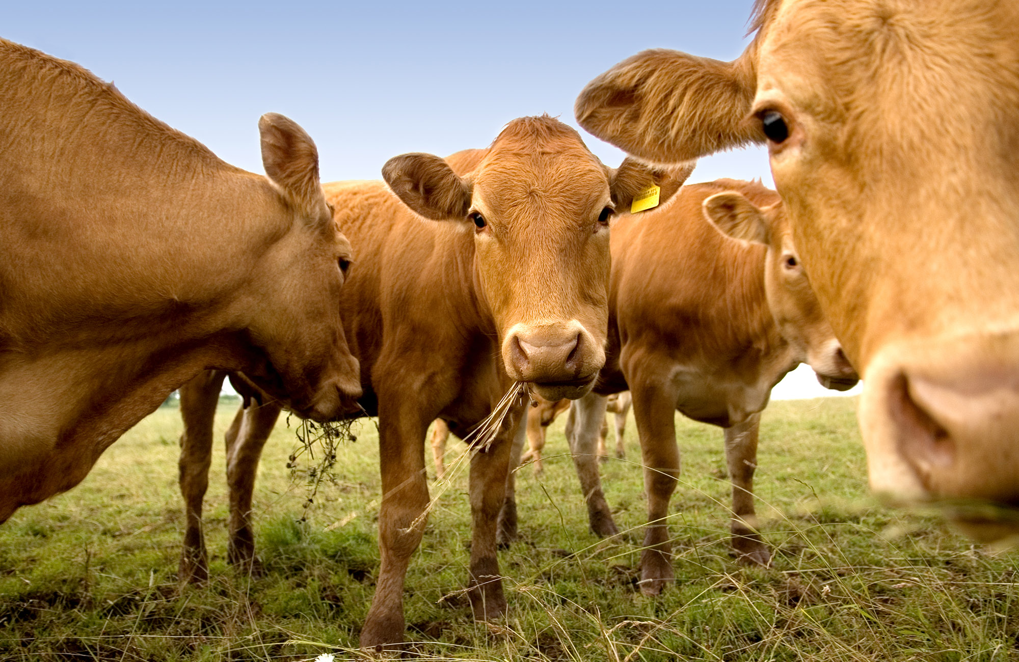 Bovine rosse nel prato mangiano l'erba La Nuova ACB