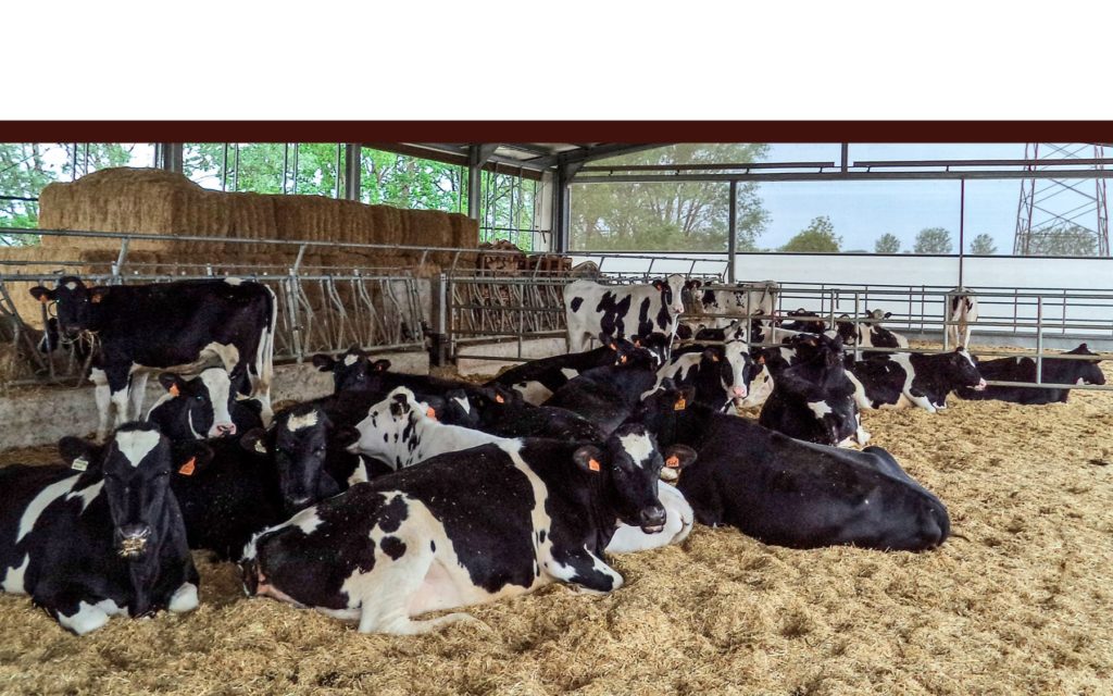 Vacche frisone riposano in stalla La Nuova ACB