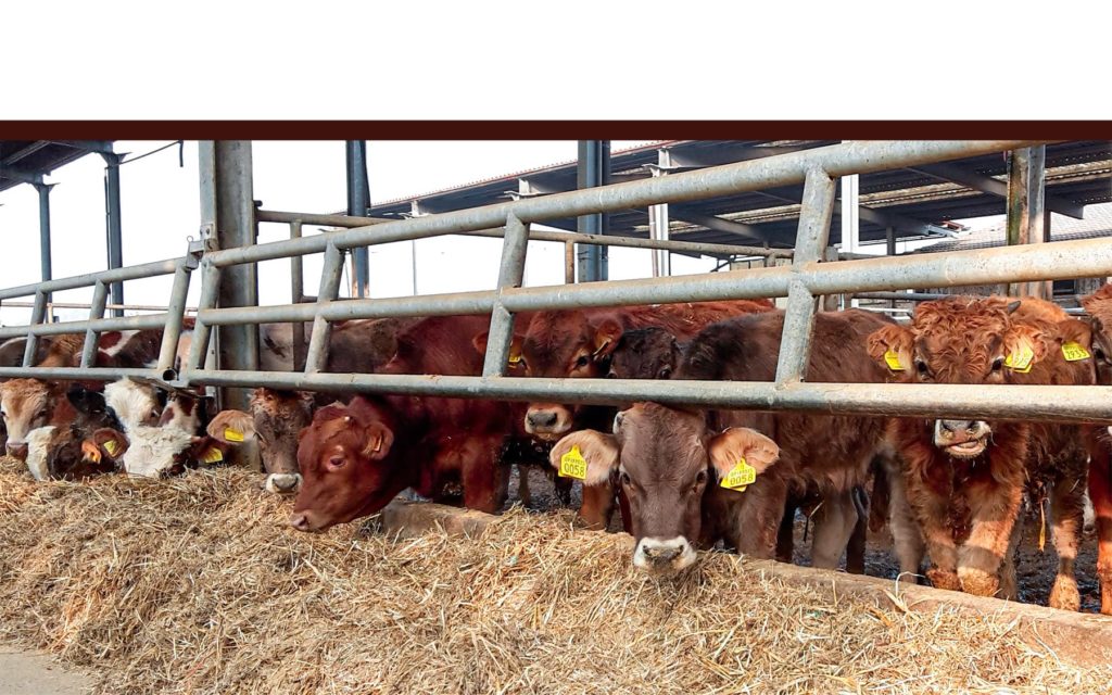 Bovine da ingrasso mangiano fieno in stalla La Nuova ACB