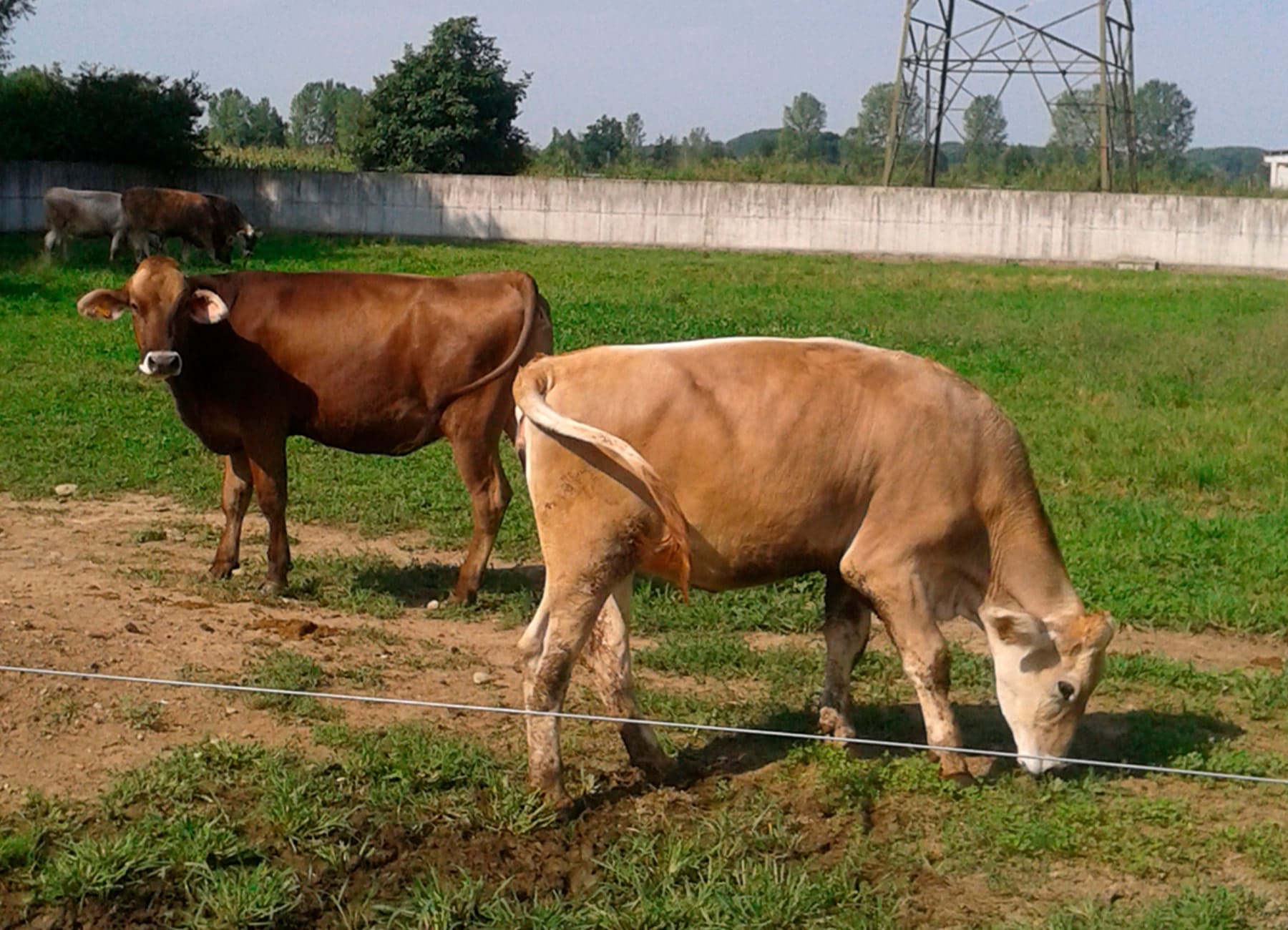 Bovine vacche di razza bruna alpina sull'erba nel prato La Nuova ACB