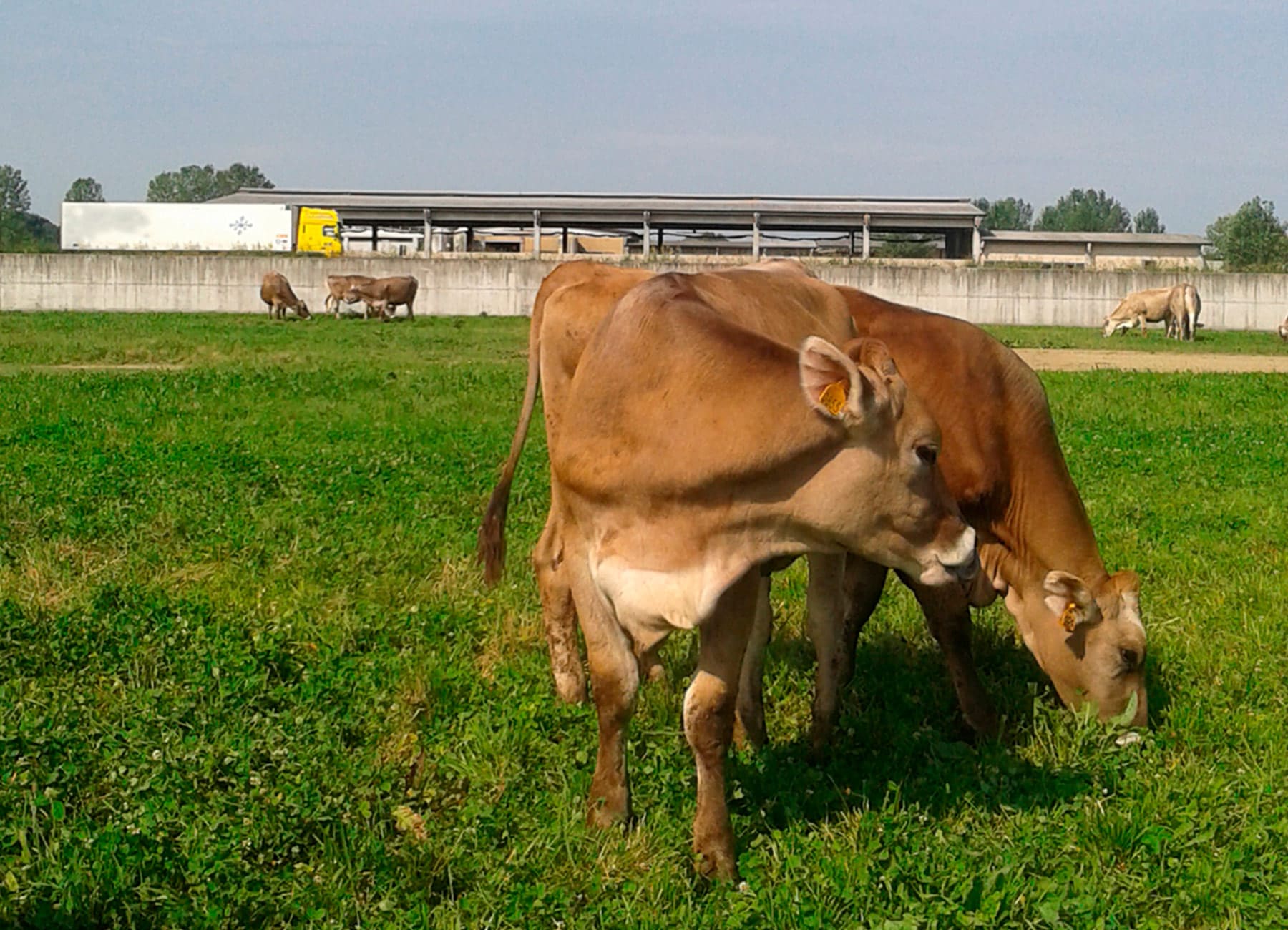 Bovine vacche di razza bruna alpina brucano l'erba nel prato La Nuova ACB