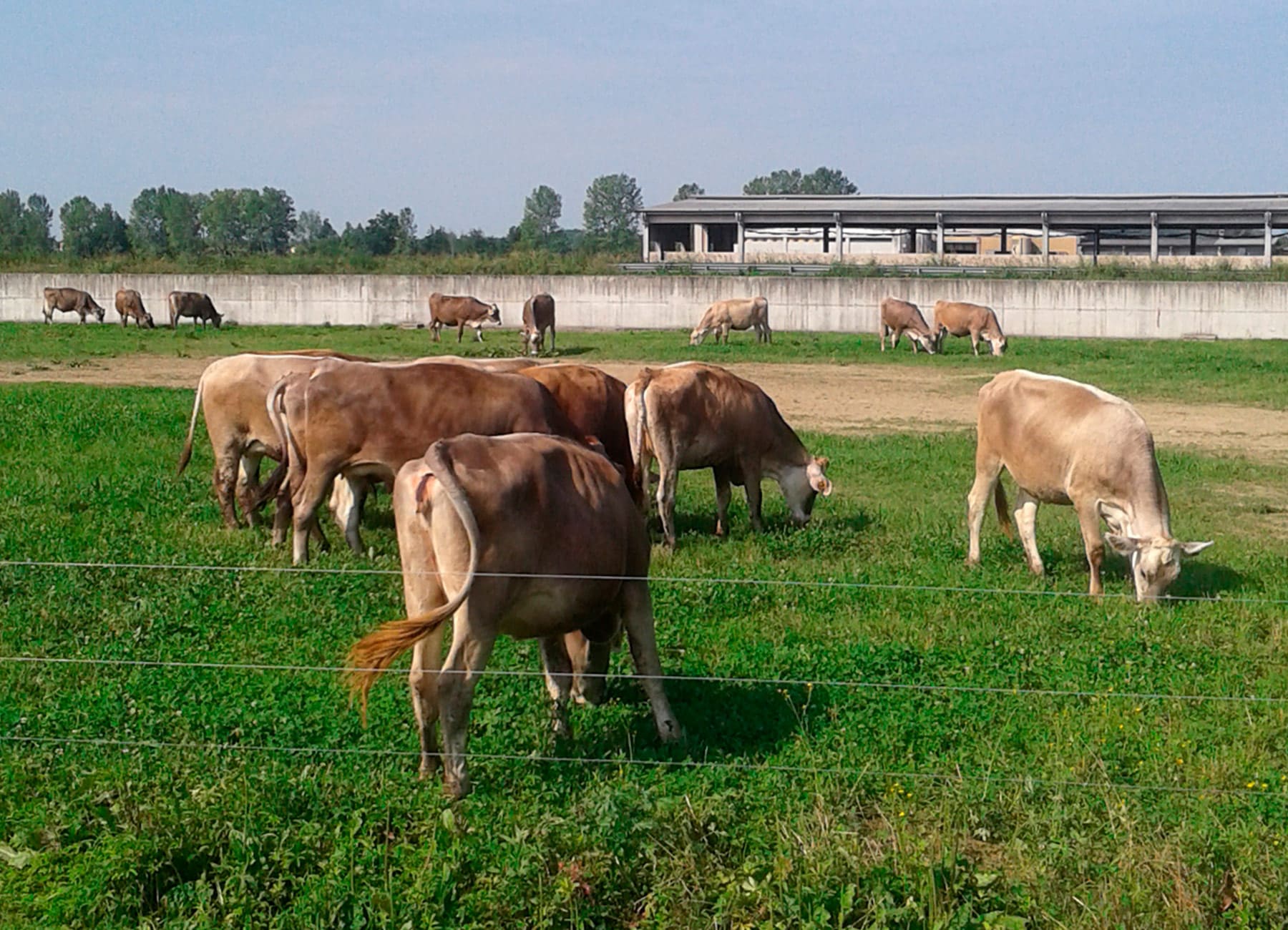 Bovine vacche di razza bruna alpina sull'erba nel prato La Nuova ACB