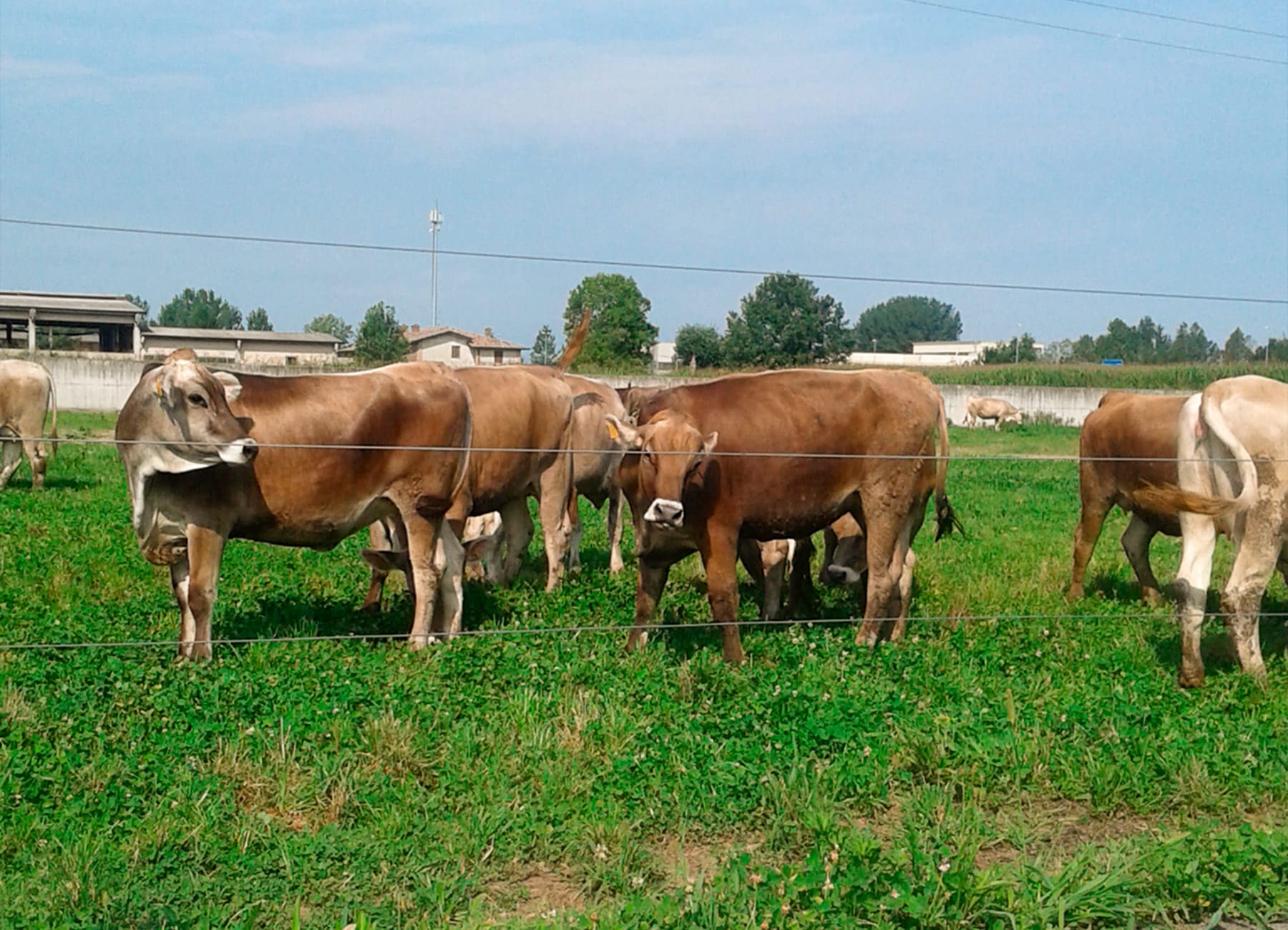Bovine vacche di razza bruna alpina sull'erba nel prato La Nuova ACB