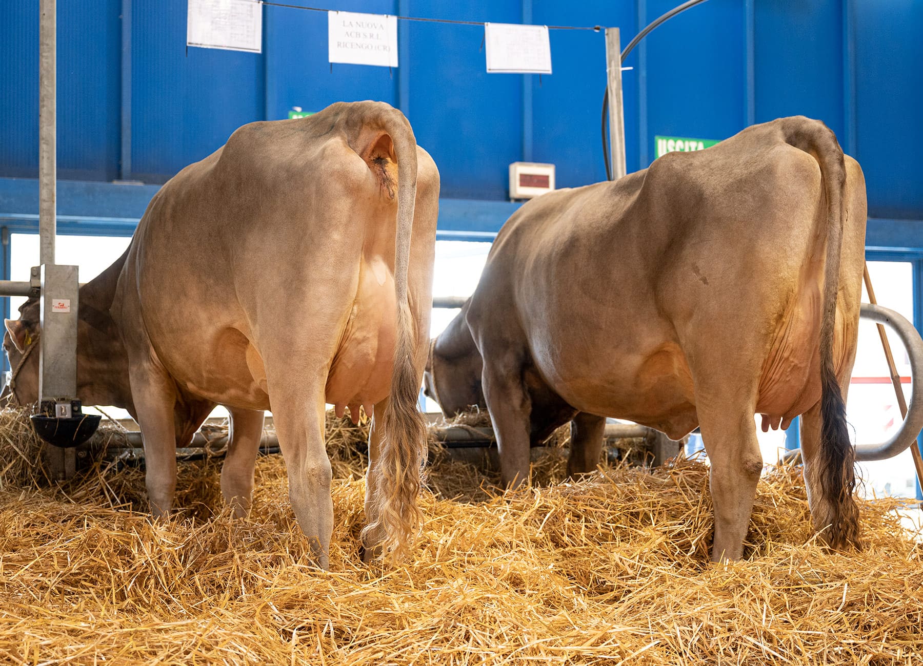 Bovine vacche di razza bruna alpina sulla paglia La Nuova ACB