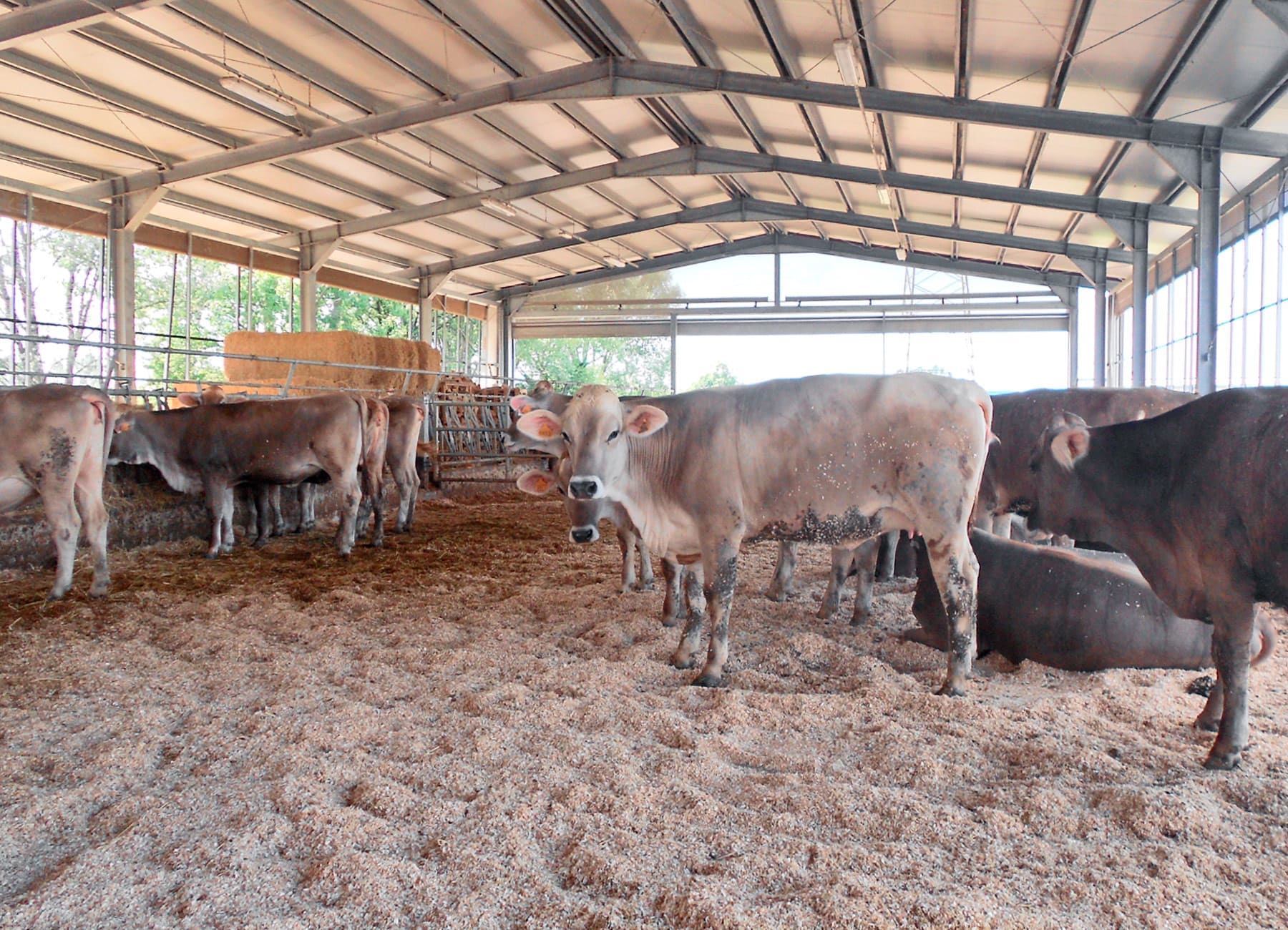 Bovine vacche di razza bruna alpina in stalla La Nuova ACB
