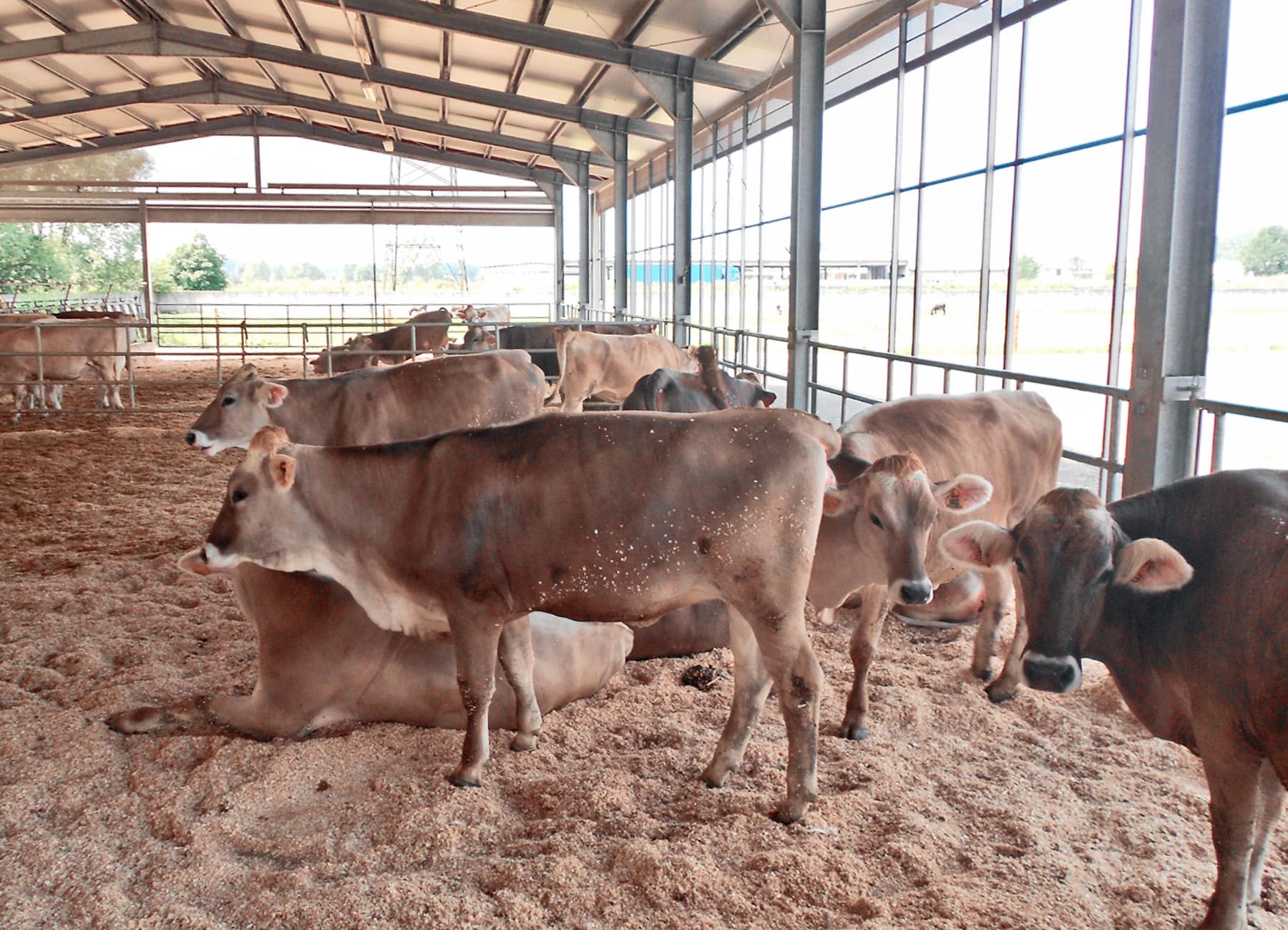 Bovine vacche di razza bruna alpina in stalla La Nuova ACB