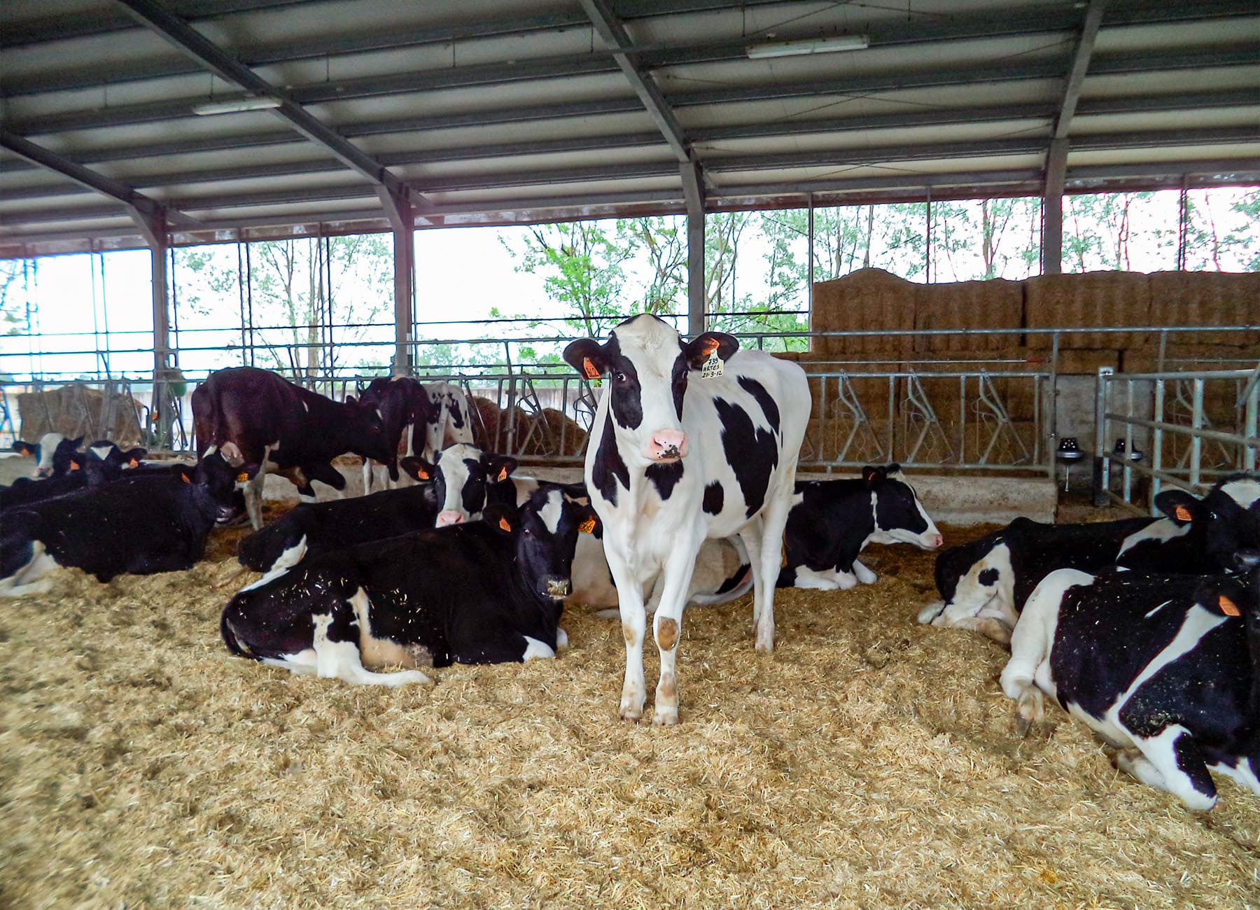 Vacche di razza frisona in stalla La Nuova ACB