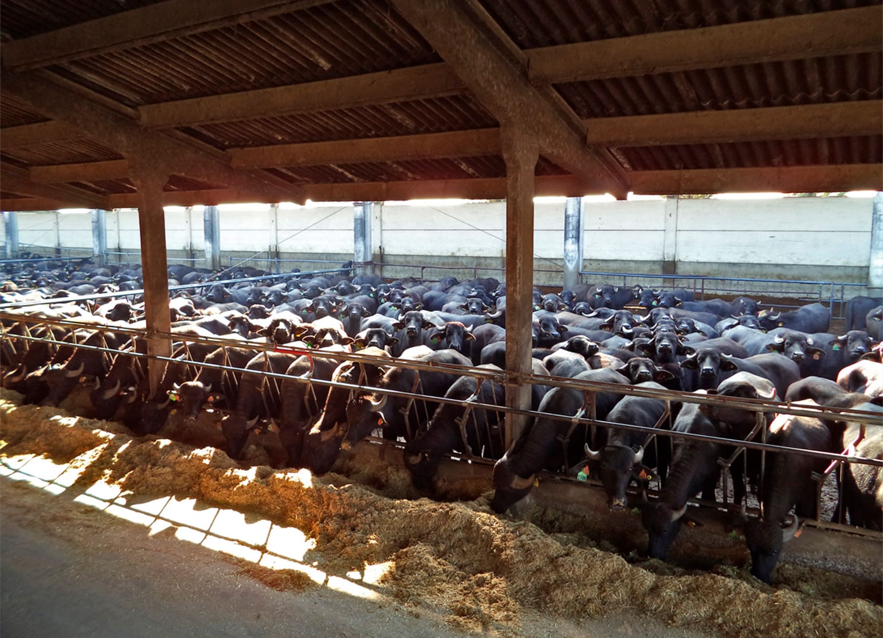Bufale marroni mangiano in stalla sotto alla tettoia La Nuova ACB