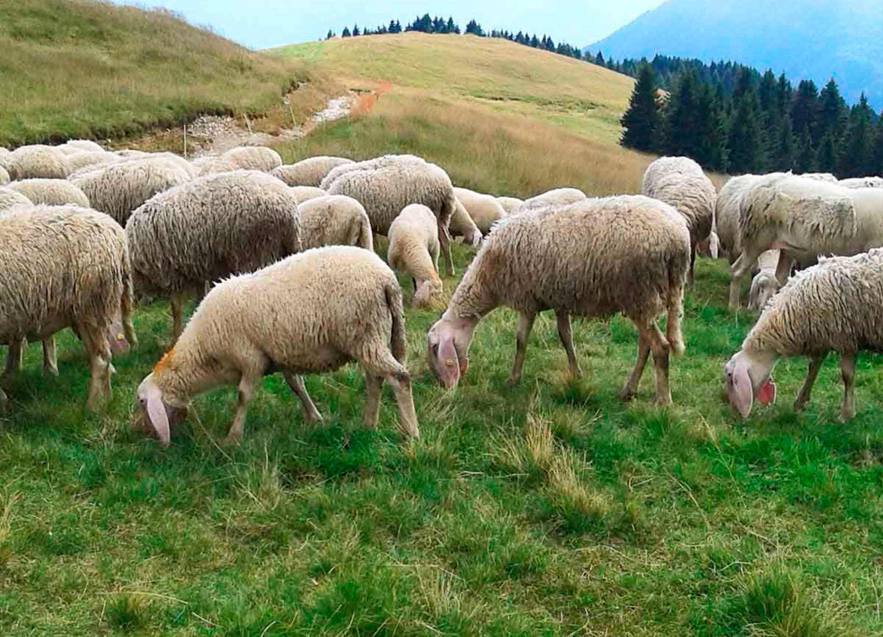 Gregge di pecore in montagna sull'erba al pascolo mangiano La Nuova ACB
