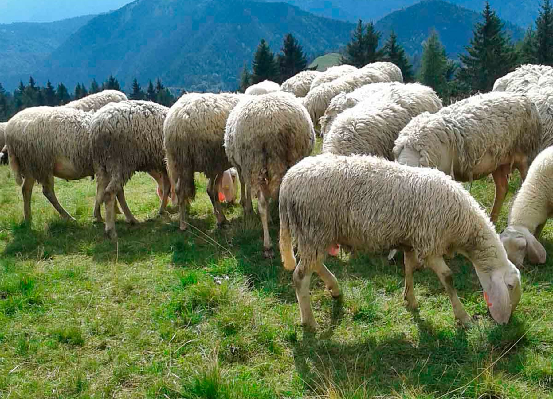 Pecore al pascolo in montagna sull'erba gregge La Nuova ACB