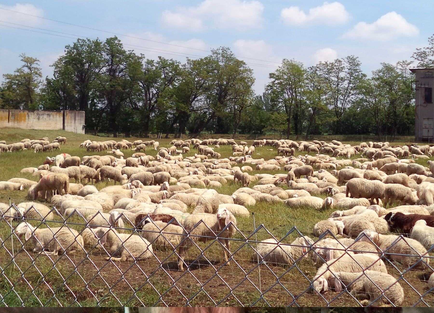 Pecore al pascolo in un prato gregge La Nuova ACB