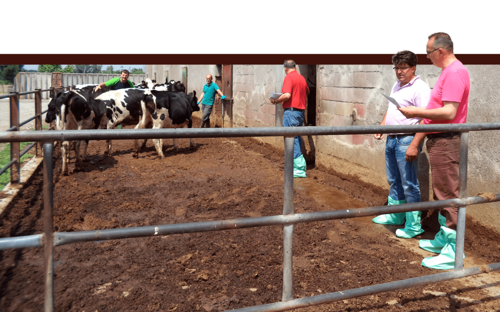 Tecnici valutano i bovini di razza frisona in stalla La Nuova ACB