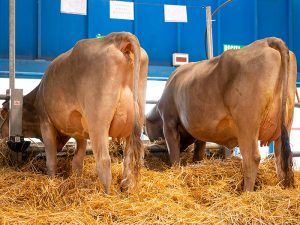 La Nuova ACB - Acquisto e vendita di animali da reddito - Bovini razza bruna alpina