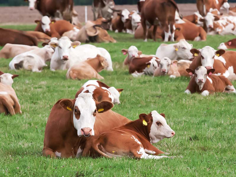 La Nuova ACB - Acquisto e vendita di animali da reddito - Bovini razza Pezzata rossa simmental