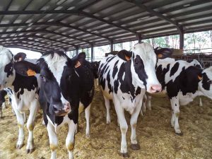 La Nuova ACB - Acquisto e vendita di animali da reddito - Bovini razza frisona
