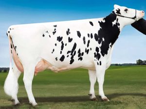 La Nuova ACB - Acquisto e vendita di animali da reddito - Bovini razza frisona