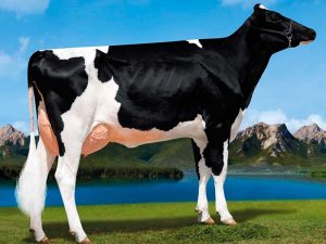 La Nuova ACB - Acquisto e vendita di animali da reddito - Bovini razza frisona