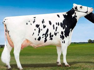La Nuova ACB - Acquisto e vendita di animali da reddito - Bovini razza frisona