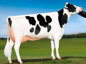 La Nuova ACB - Acquisto e vendita di animali da reddito - Bovini razza frisona