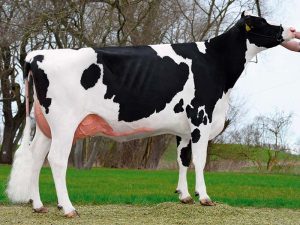 La Nuova ACB - Acquisto e vendita di animali da reddito - Bovini razza frisona