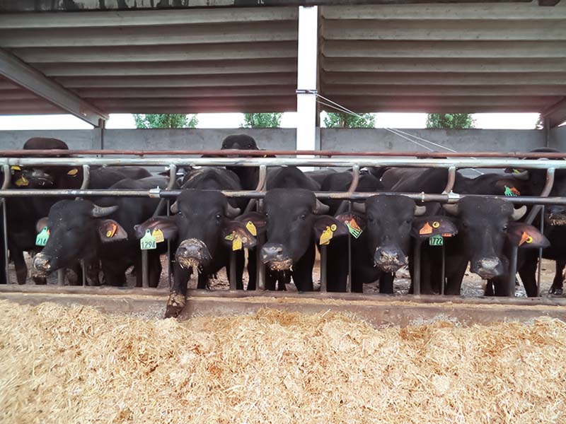 La Nuova ACB - Acquisto e vendita di animali da reddito - Bufali razza mediterranea. Producono un latte di ottima qualità e con altissimi tenori di sostanza secca, particolarmente adatto alla produzione di mozzarella.