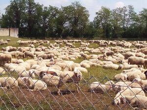 La Nuova ACB - Acquisto e vendita di animali da reddito - Ovicaprini. Ci occupiamo anche del reperimento di pecore, da latte e da carne, e di capre.