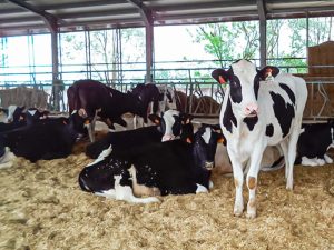 La Nuova ACB - Acquisto e vendita di animali da reddito - Bovini razza frisona