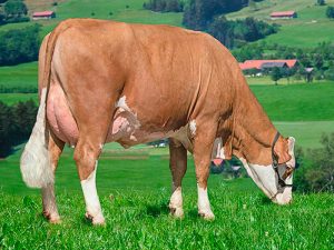 La Nuova ACB - Bovini razza pezzata rossa simmental