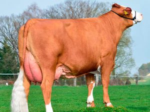 La Nuova ACB - Bovini razza pezzata rossa simmental