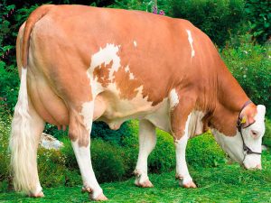 La Nuova ACB - Bovini razza pezzata rossa simmental