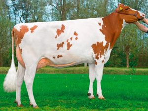 La Nuova ACB - Bovini razza pezzata rossa simmental